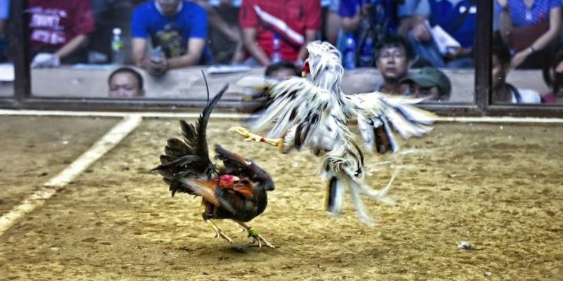 pk88vn ﻿đăng nhập lô đề uy tín