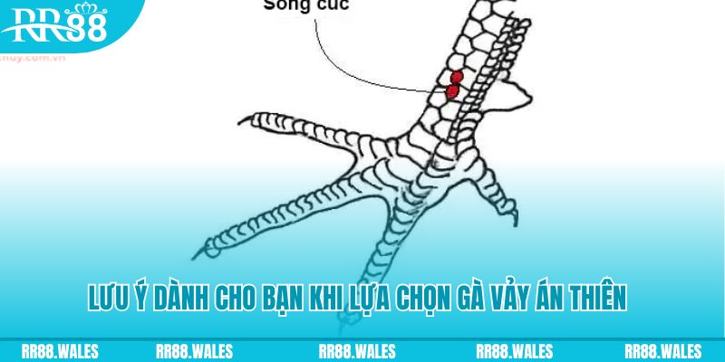 pk88vn xổ số khánh hòa