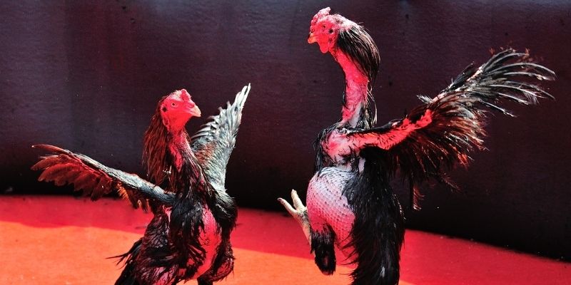 pk88vn bắn cá đổi thưởng